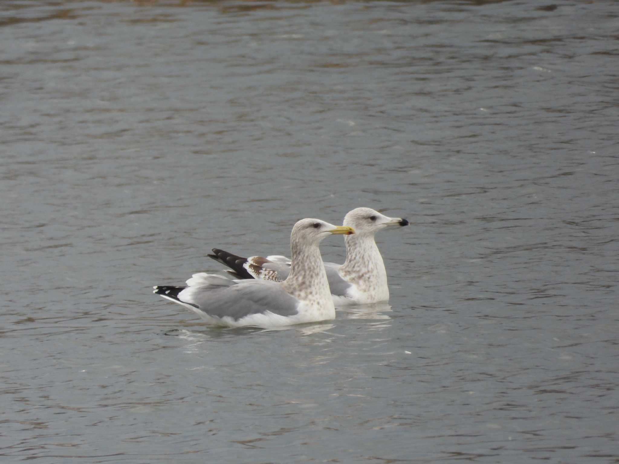 Vega Gull