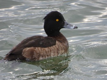 Tufted Duck Shinjiko Green Park Sat, 12/31/2022