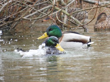 Mallard Shinjiko Green Park Sat, 12/31/2022