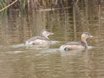 Little Grebe Shinjiko Green Park Sat, 12/31/2022