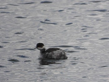 Black-necked Grebe Shinjiko Green Park Sat, 12/31/2022