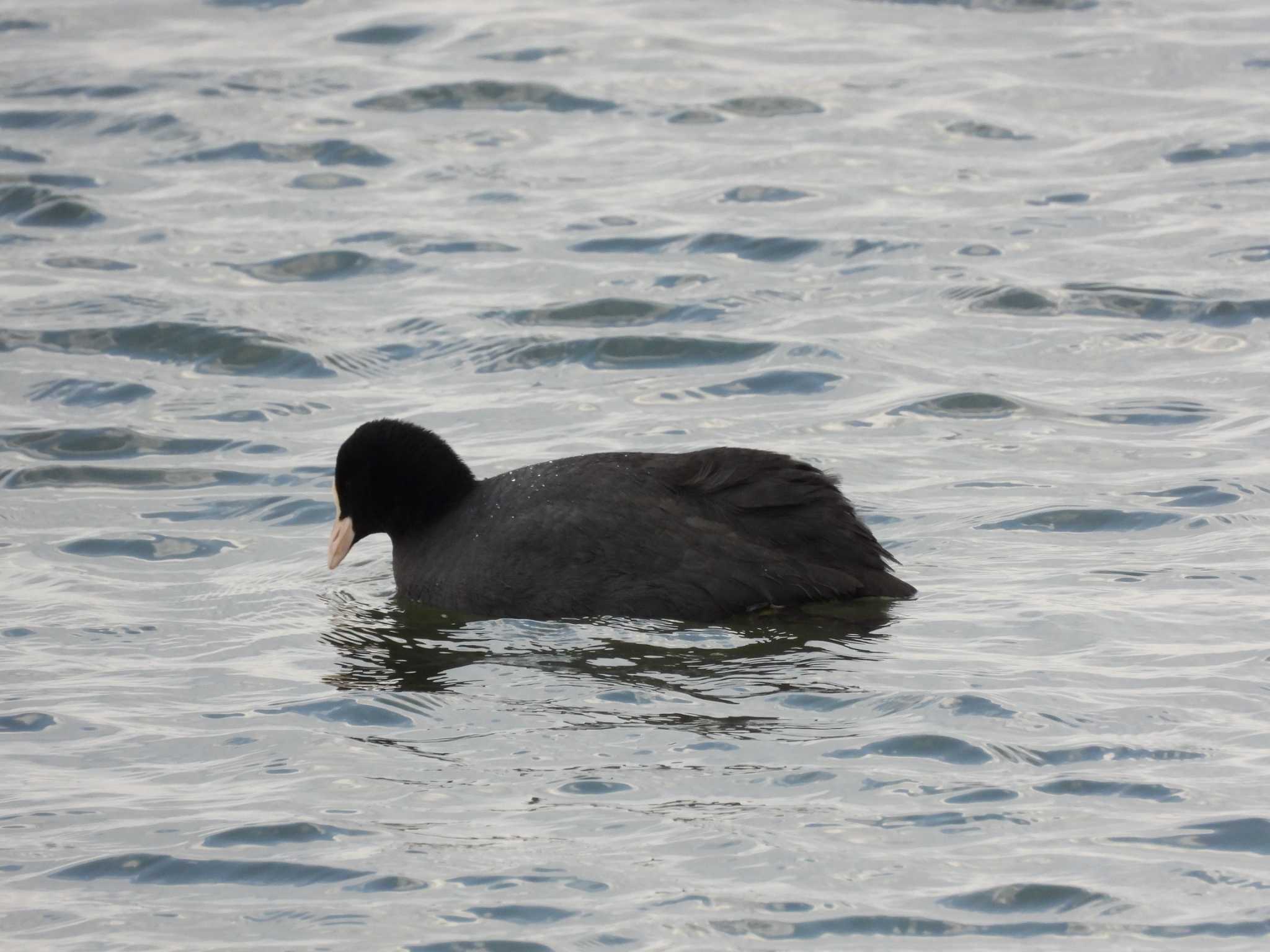 Eurasian Coot