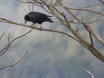 Carrion Crow Shinjiko Green Park Sat, 12/31/2022