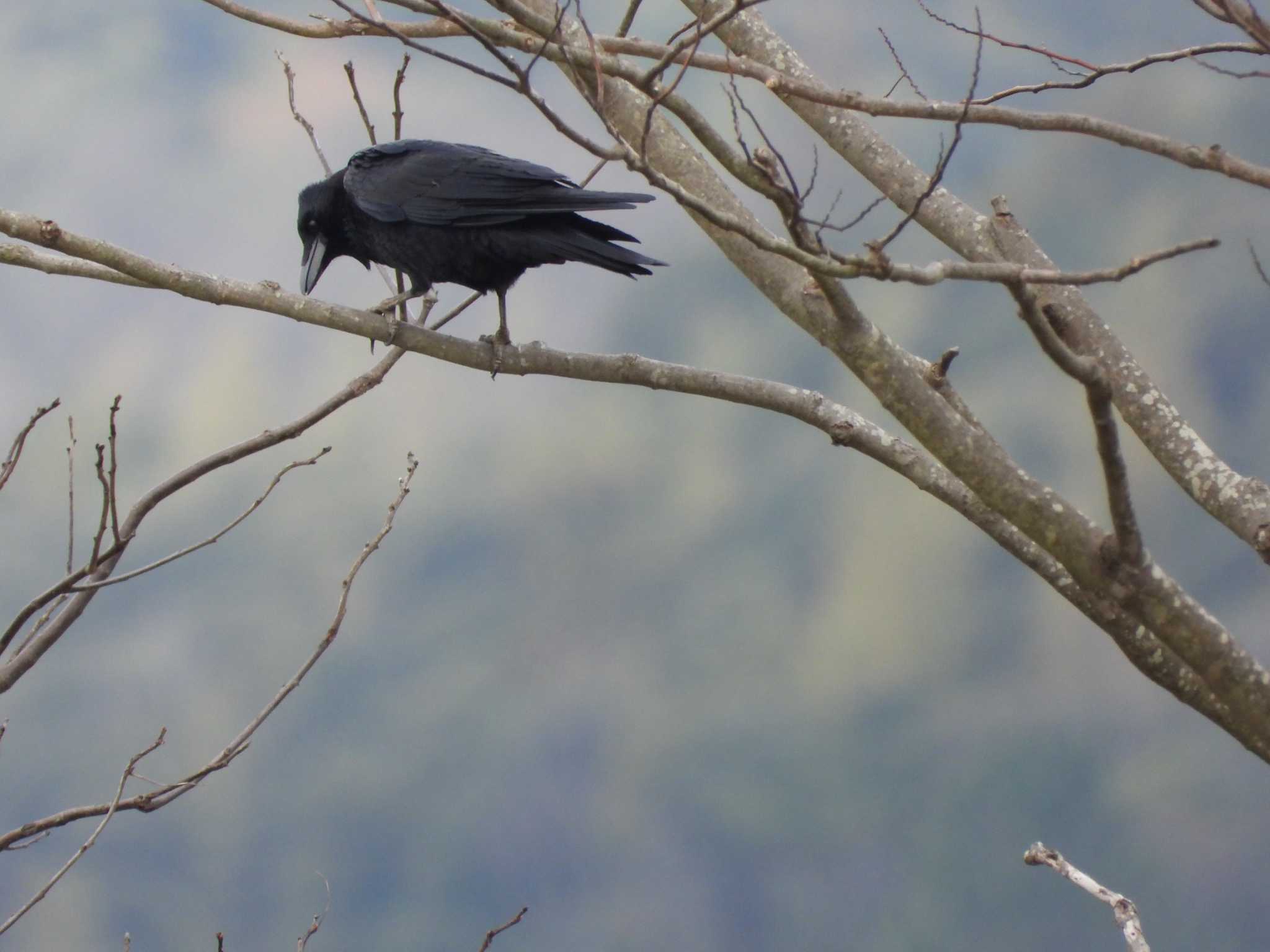 Carrion Crow