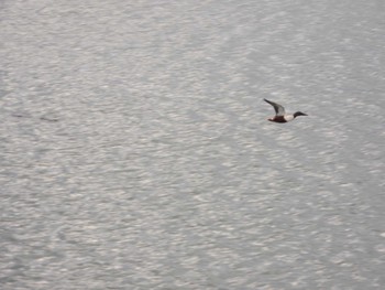 Northern Shoveler Shinjiko Green Park Sat, 12/31/2022