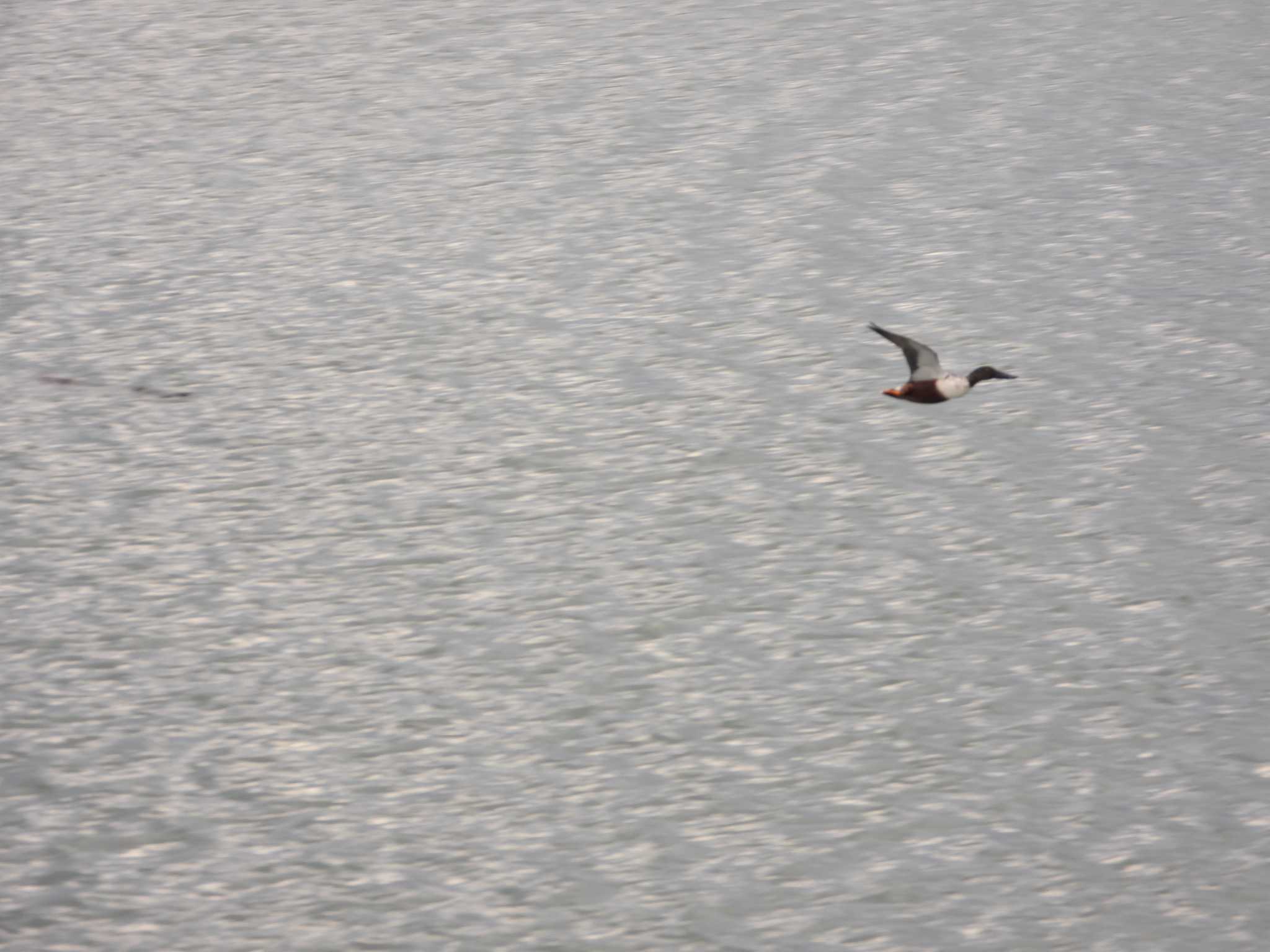 Northern Shoveler