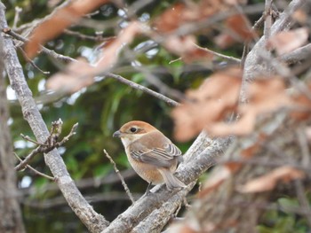 Bull-headed Shrike Shinjiko Green Park Sat, 12/31/2022