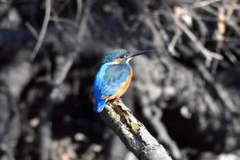 カワセミ 秋ヶ瀬公園 2023年1月4日(水)