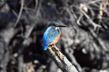 カワセミ 秋ヶ瀬公園 2023年1月4日(水)