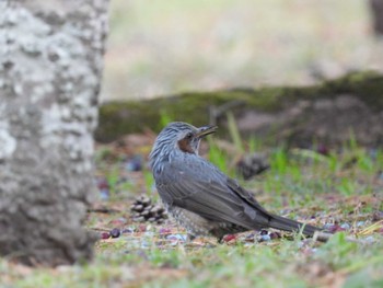 2023年1月2日(月) 出雲大社の野鳥観察記録