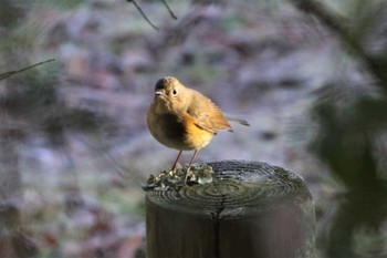 Red-flanked Bluetail 兵庫県三田市 Tue, 1/3/2023