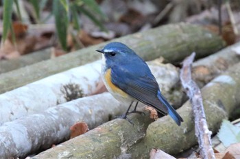 Red-flanked Bluetail 兵庫県三田市 Tue, 1/3/2023