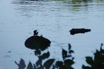 カワセミ 野川 撮影日未設定