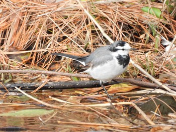 White Wagtail Matsue Castle Mon, 1/2/2023