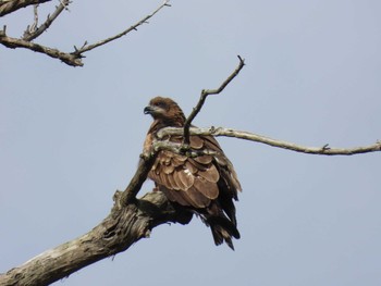 Black Kite Matsue Castle Mon, 1/2/2023