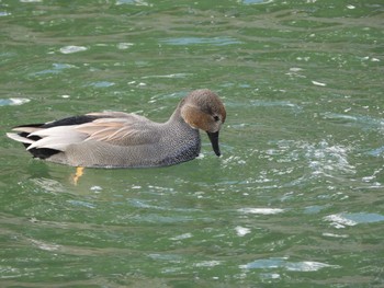 Gadwall Matsue Castle Mon, 1/2/2023