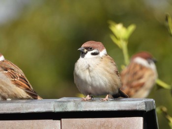 Eurasian Tree Sparrow Matsue Castle Mon, 1/2/2023