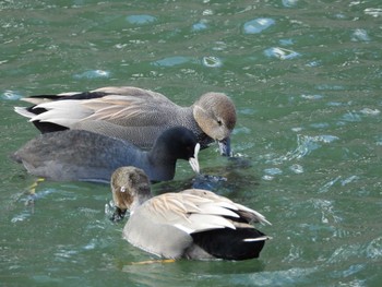 Gadwall Matsue Castle Mon, 1/2/2023