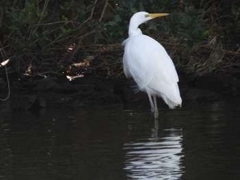 Great Egret Matsue Castle Mon, 1/2/2023