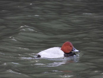 Common Pochard Matsue Castle Mon, 1/2/2023