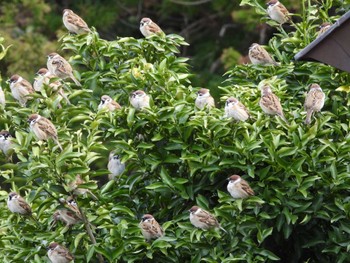 Eurasian Tree Sparrow Matsue Castle Mon, 1/2/2023