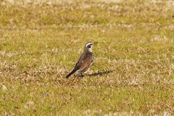 Dusky Thrush 東京都 Mon, 1/2/2023