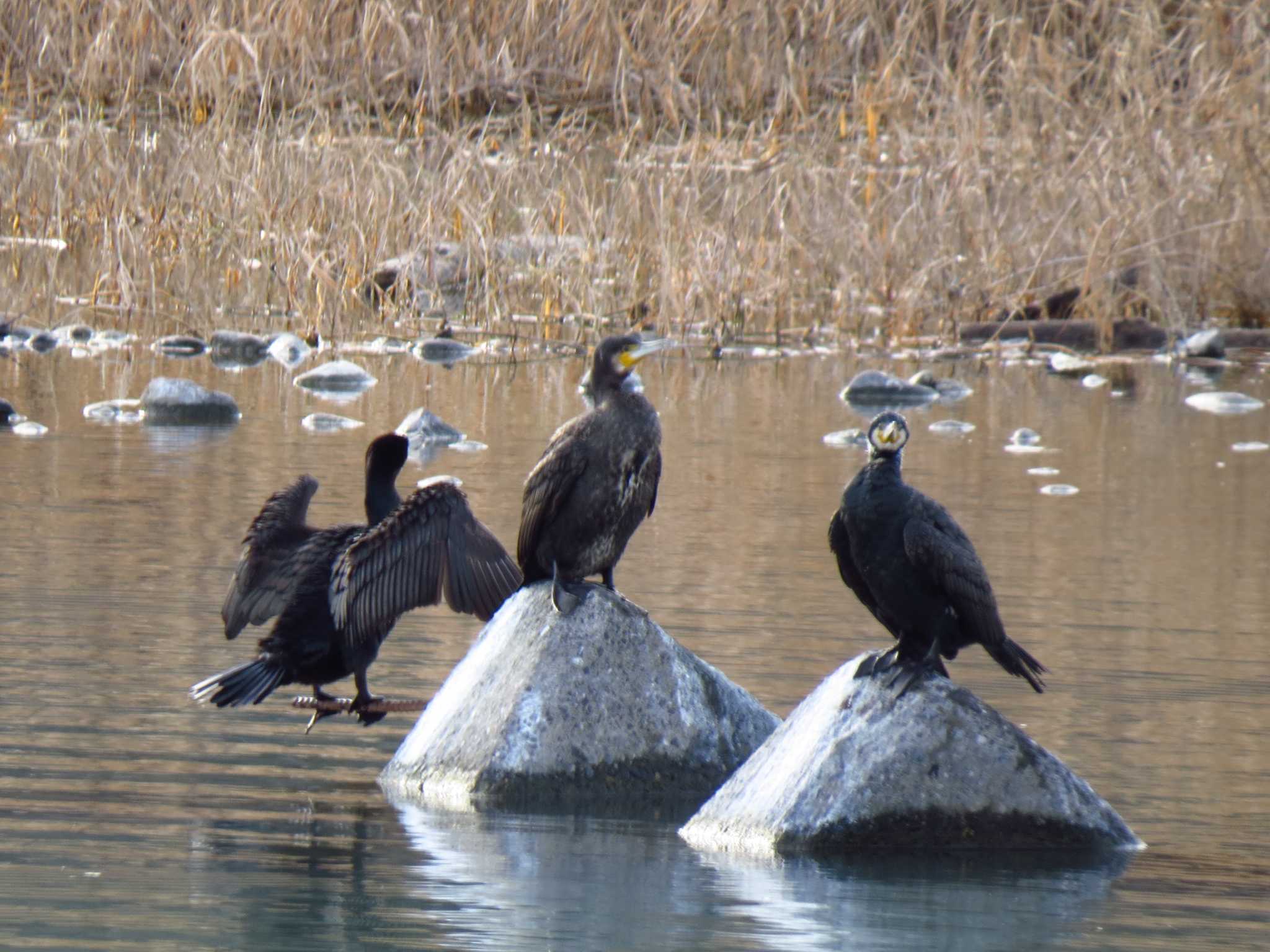 Photo of Great Cormorant at 羽村堰 by Ｕ