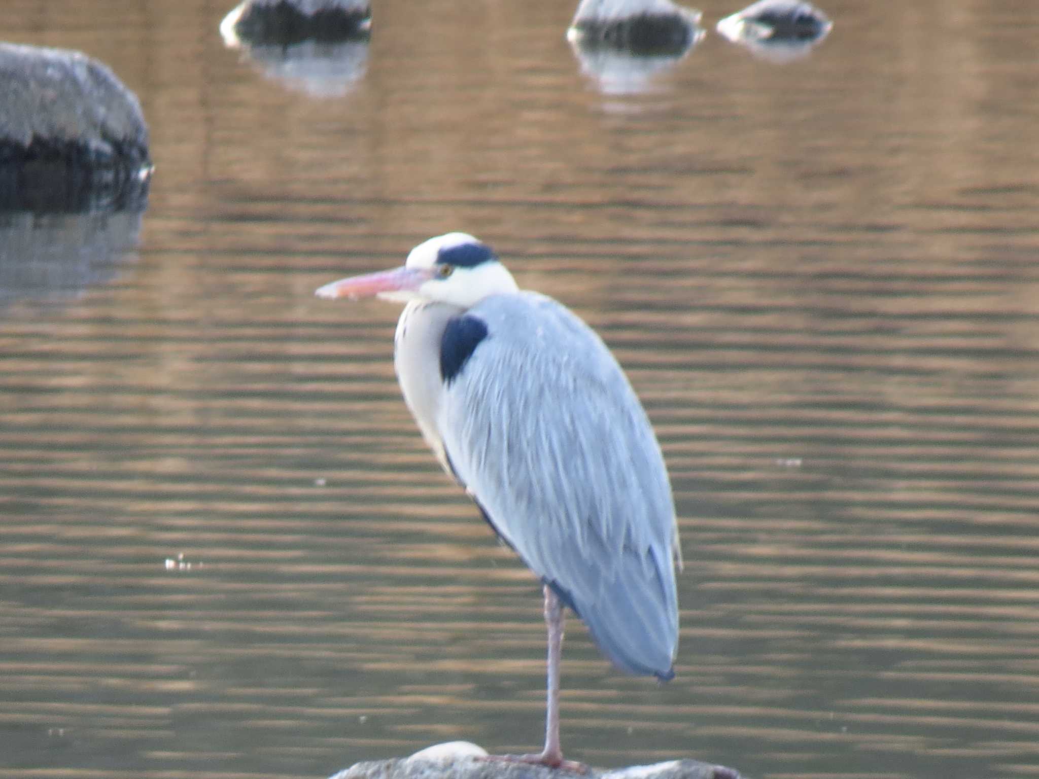 Photo of Grey Heron at 羽村堰 by Ｕ