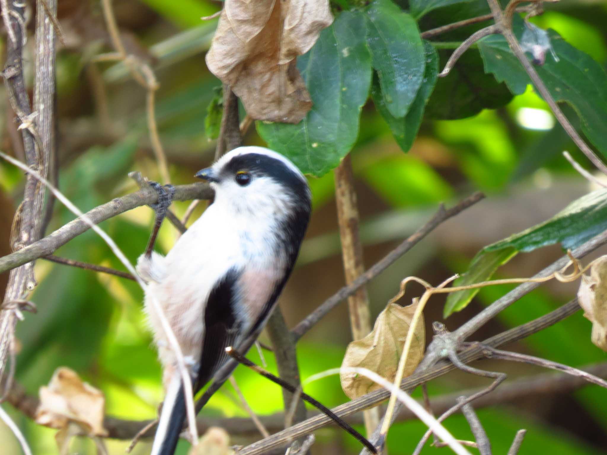 Photo of Long-tailed Tit at 羽村堰 by Ｕ