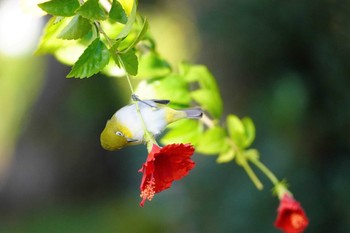 リュウキュウメジロ 漫湖公園(古波蔵側) 2022年12月31日(土)