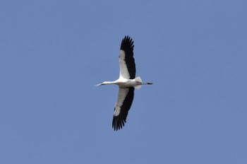 2023年1月6日(金) 渡良瀬遊水地の野鳥観察記録