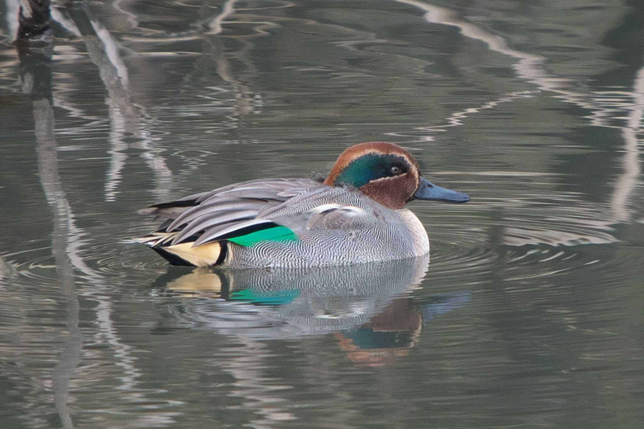 Photo of Eurasian Teal at 沢山池(神奈川県横須賀市) by Y. Watanabe