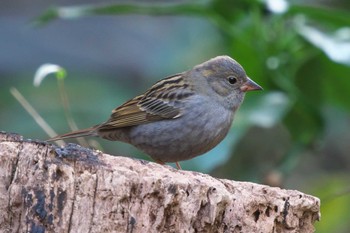 Fri, 1/6/2023 Birding report at 沢山池(神奈川県横須賀市)