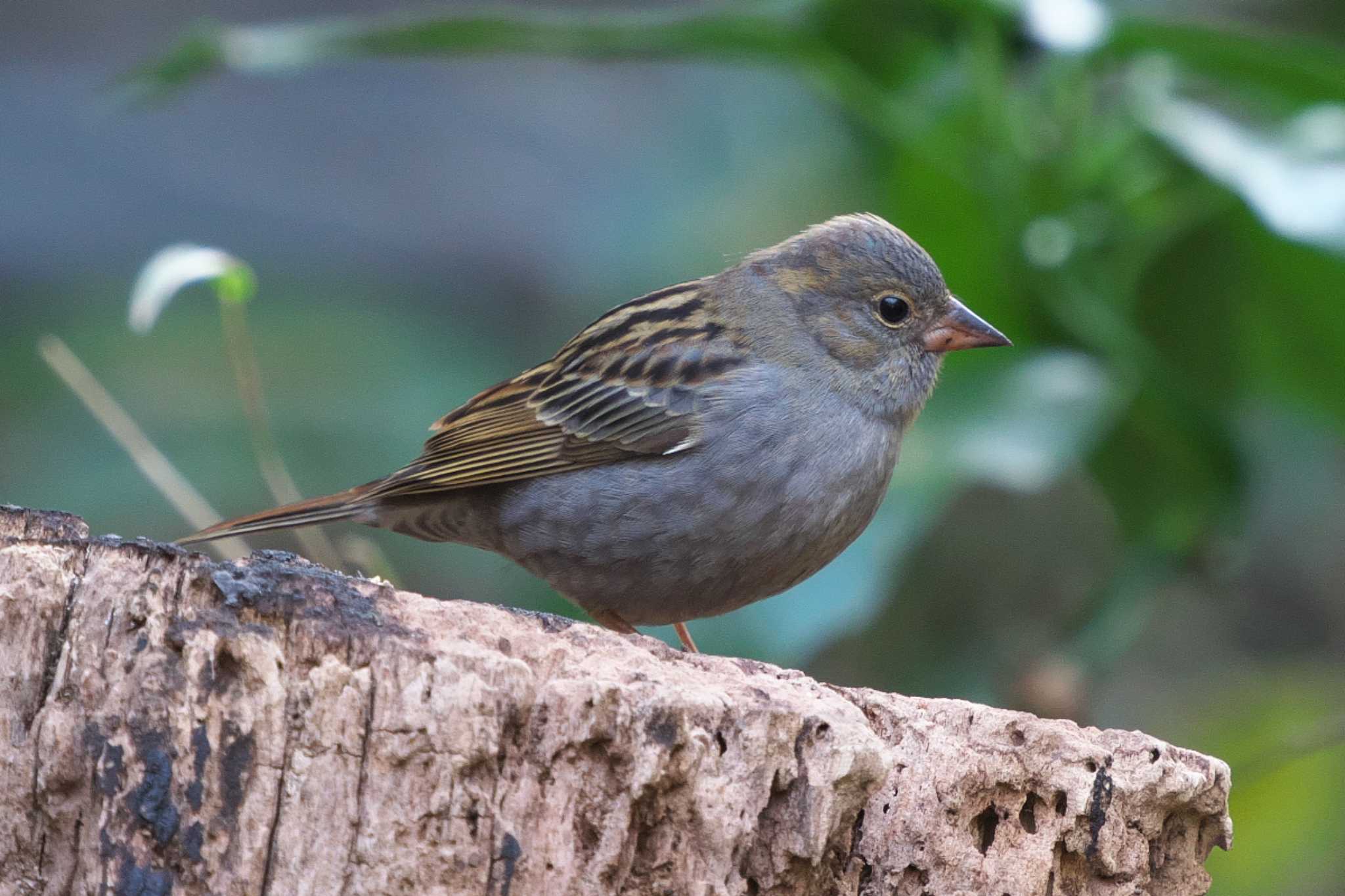 Photo of Grey Bunting at 沢山池(神奈川県横須賀市) by Y. Watanabe