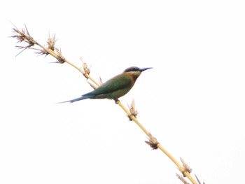 Blue-tailed Bee-eater Gardens by the Bay (Singapore) Thu, 12/29/2022