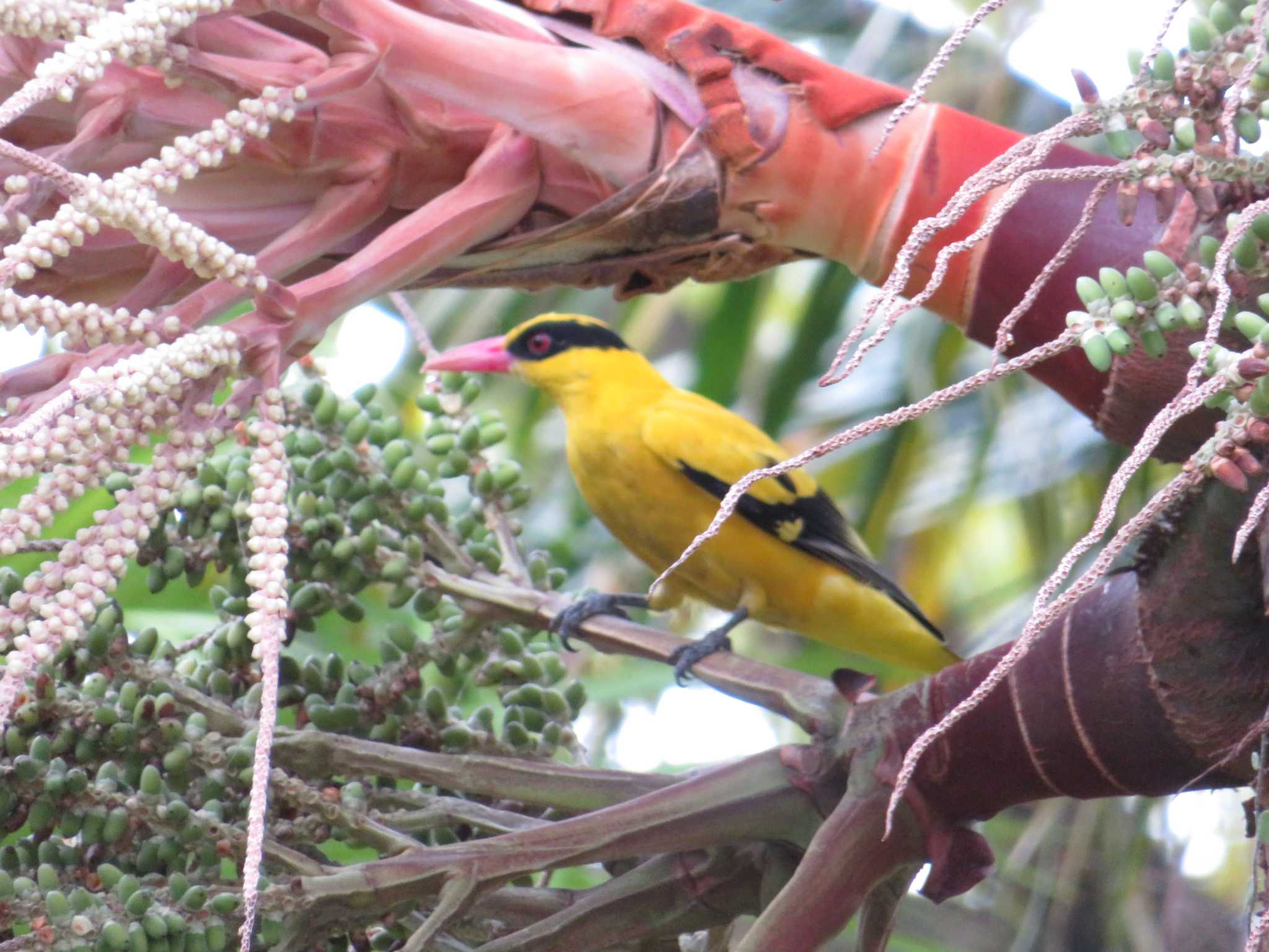 Photo of Black-naped Oriole at Gardens by the Bay (Singapore) by 益子オオマシコ