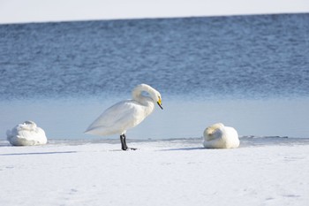 オオハクチョウ ウトナイ湖 2022年12月25日(日)