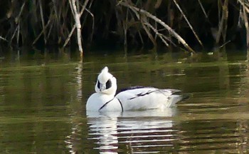 Fri, 1/6/2023 Birding report at 彩湖・道満グリーンパーク