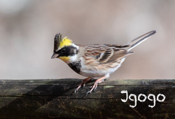 Yellow-throated Bunting 北関東 Thu, 12/29/2022