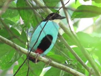 Azure-breasted Pitta ミンダナオ Tue, 3/20/2018