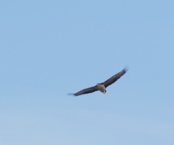 White-tailed Eagle Lake Utonai Sun, 12/25/2022