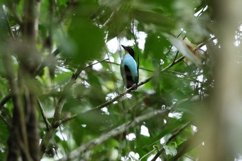 ソライロヤイロチョウ ミンダナオ 2018年3月20日(火)