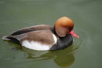 アカハシハジロ 弁天池公園(大阪府門真市) 2023年1月6日(金)