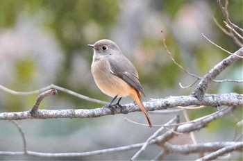 Daurian Redstart 千里南公園 Fri, 1/6/2023