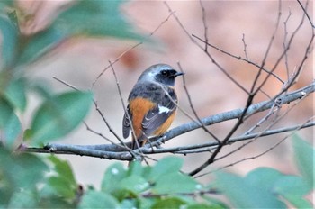 Daurian Redstart 千里南公園 Fri, 1/6/2023