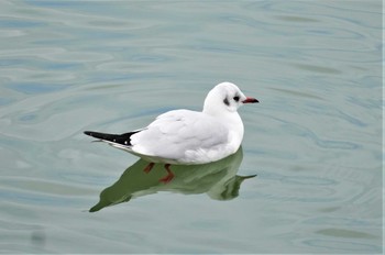 Black-headed Gull 松沢池 Fri, 1/6/2023