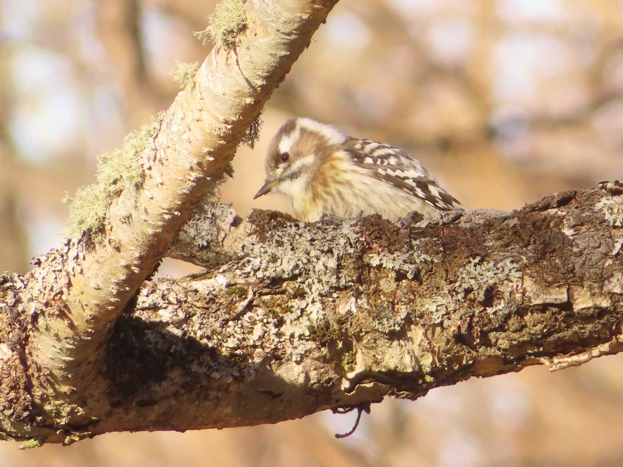 春国岱原生野鳥公園(根室) エゾコゲラの写真 by ゆ