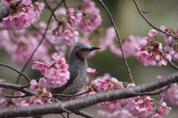 ヒヨドリ 薬師池公園 2018年3月23日(金)