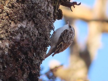 2023年1月6日(金) 春国岱原生野鳥公園(根室)の野鳥観察記録