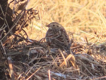 ツメナガホオジロ 春国岱原生野鳥公園(根室) 2023年1月6日(金)